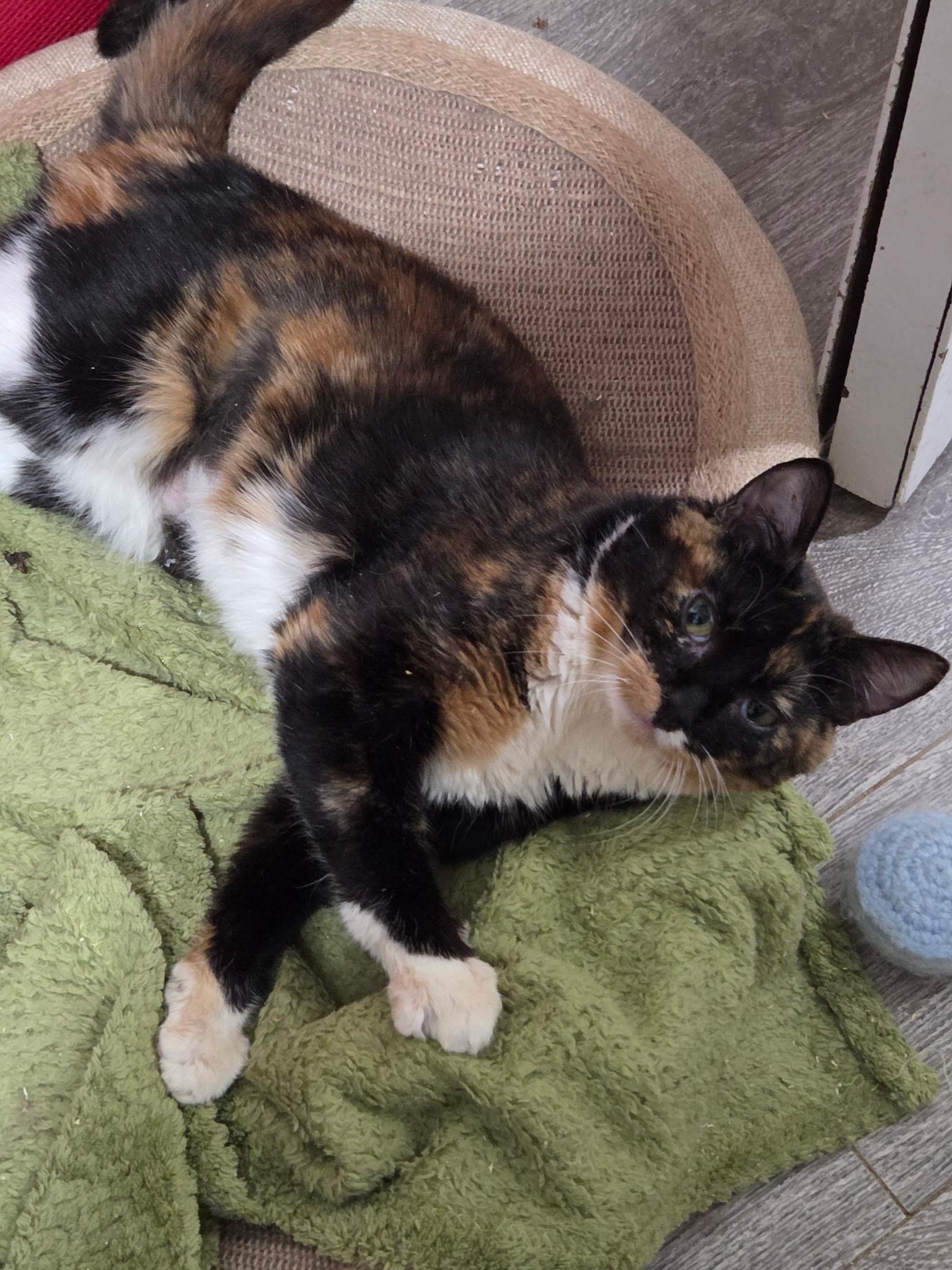 Enlarge Boba and Mochi (BONDED PAIR), a Adoptable Domestic Short Hair in Chilliwack, BC image 2/4