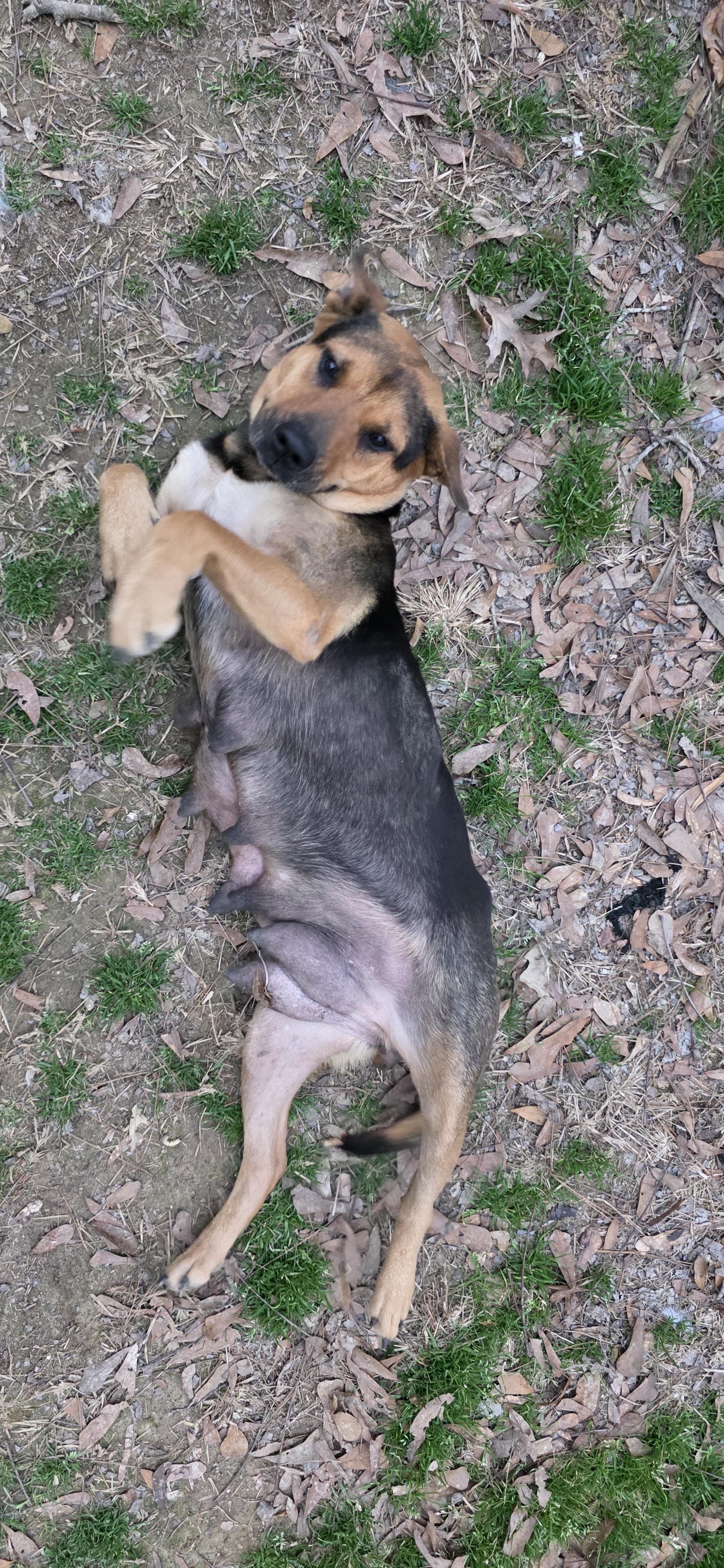 Enlarge Aurora, a ADOPTABLE mixed breed in Baker, LA image 3/4