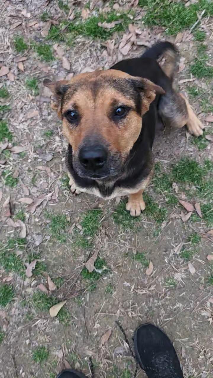 Aurora, ADOPTABLE, Adult Female German Shepherd Dog.