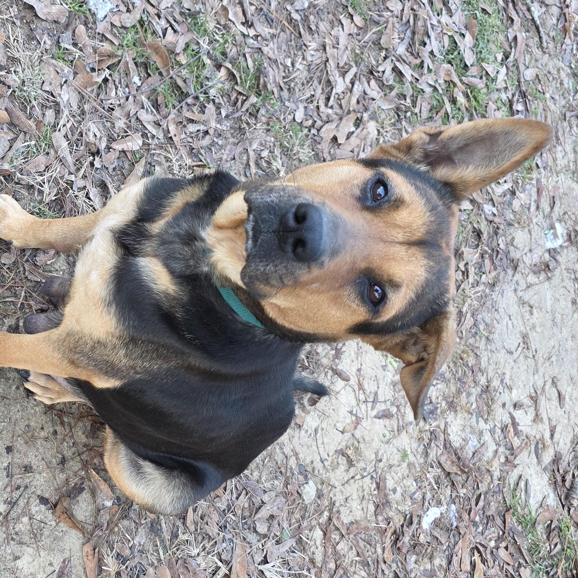 Enlarge Aurora, a ADOPTABLE mixed breed in Baker, LA image 2/4