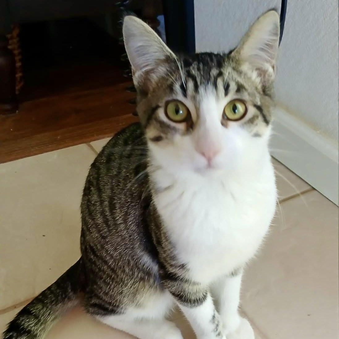 Enlarge Manny & Moe (bonded brothers), a Adoptable Tabby in Sacramento, CA image 5/6