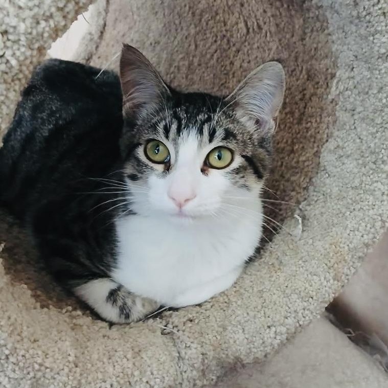 Enlarge Manny & Moe (bonded brothers), a Adoptable Tabby in Sacramento, CA image 3/6