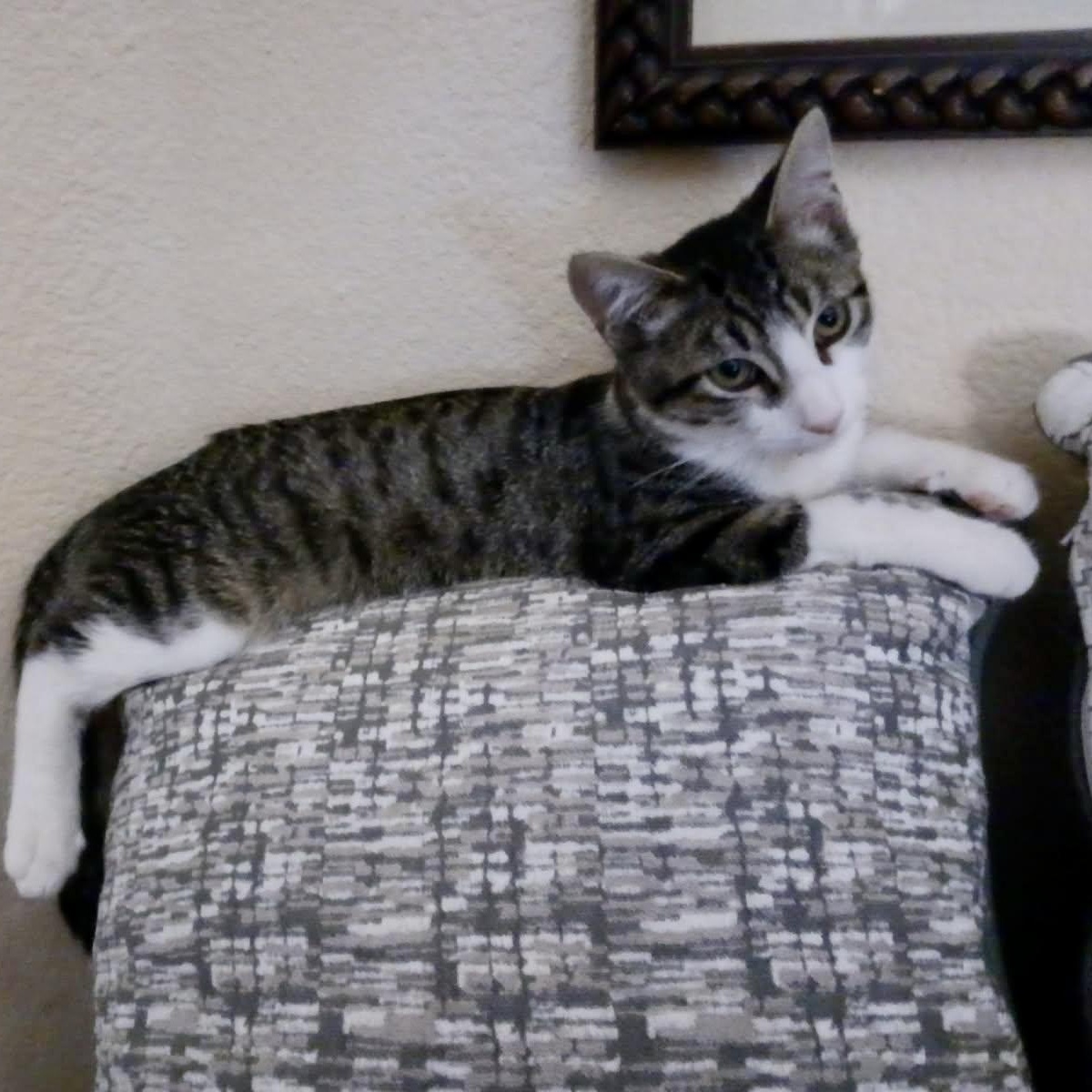 Enlarge Manny & Moe (bonded brothers), a Adoptable Tabby in Sacramento, CA image 4/6