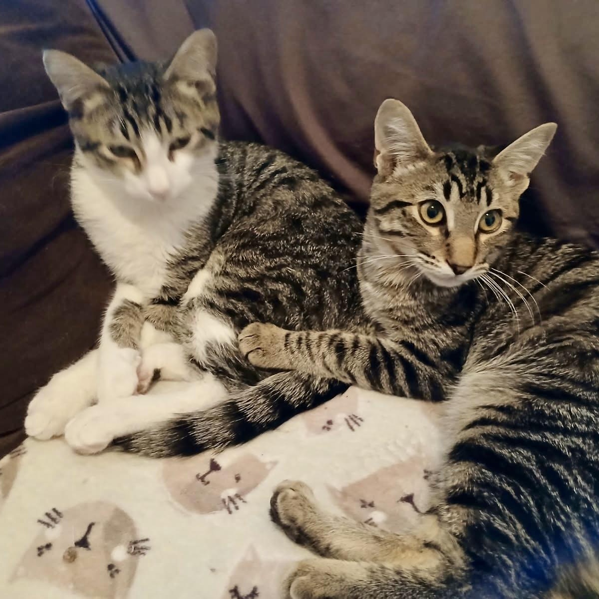 Manny & Moe (bonded brothers), Adoptable, Young Male Tabby.