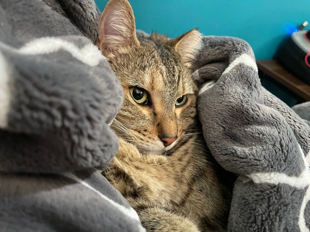 Tippy, Adoptable, Adult Female Tabby.