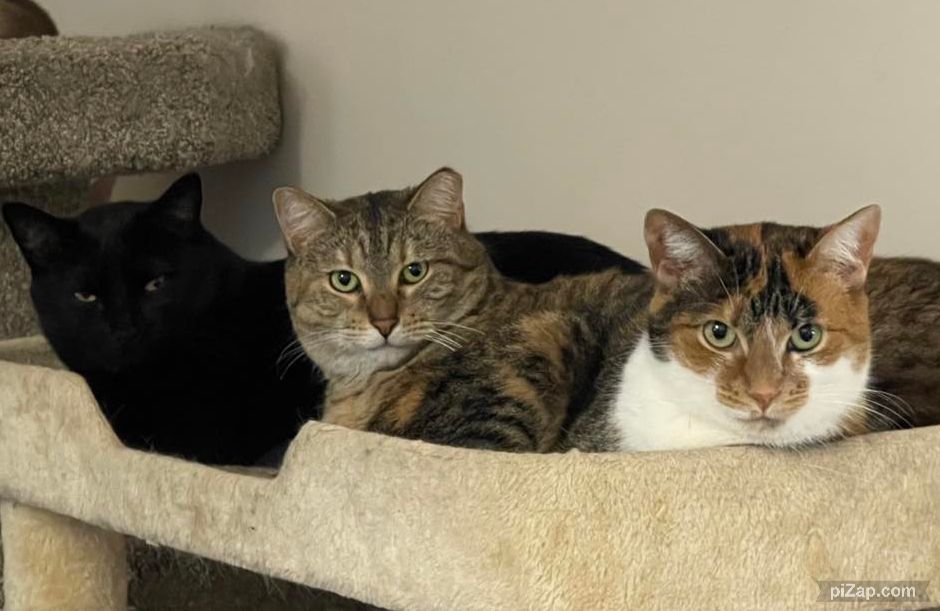 Enlarge Tippy, a Adoptable mixed breed in Crown Point, IN image 2/5