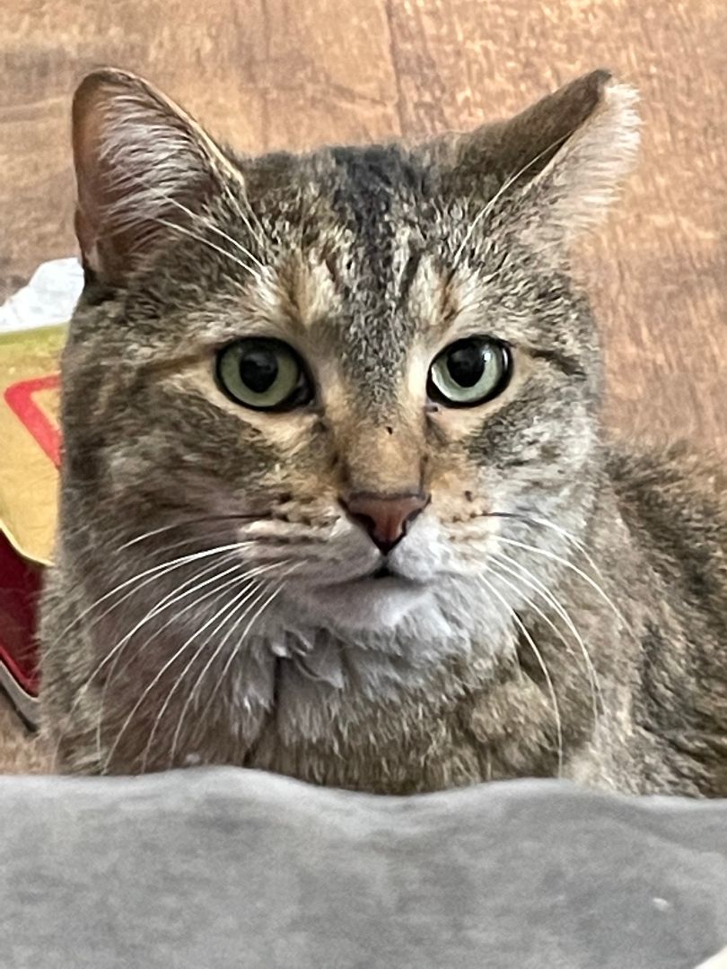 Enlarge Tippy, a Adoptable mixed breed in Crown Point, IN image 3/5