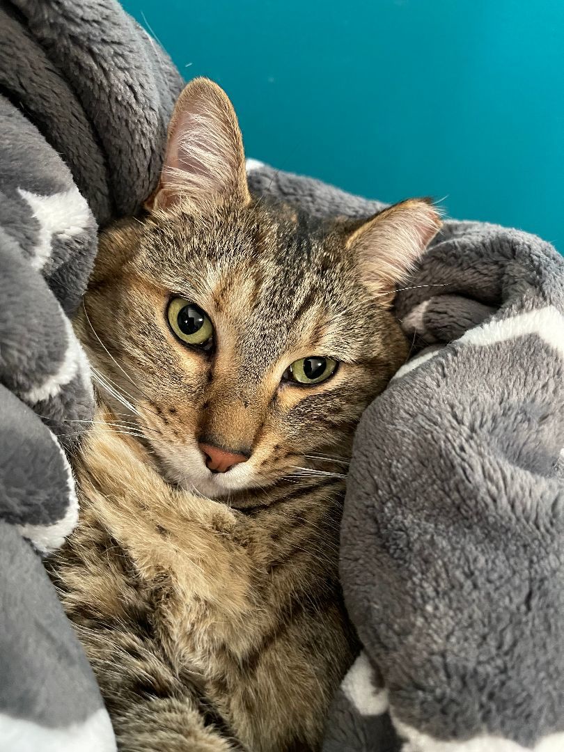 Enlarge Tippy, a Adoptable mixed breed in Crown Point, IN image 4/5