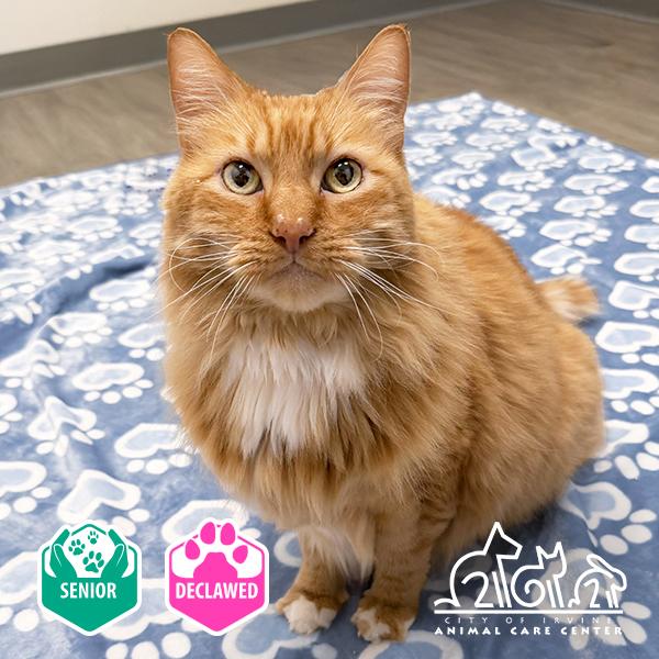 ZANDER, Adoptable, Senior Male Domestic Medium Hair.