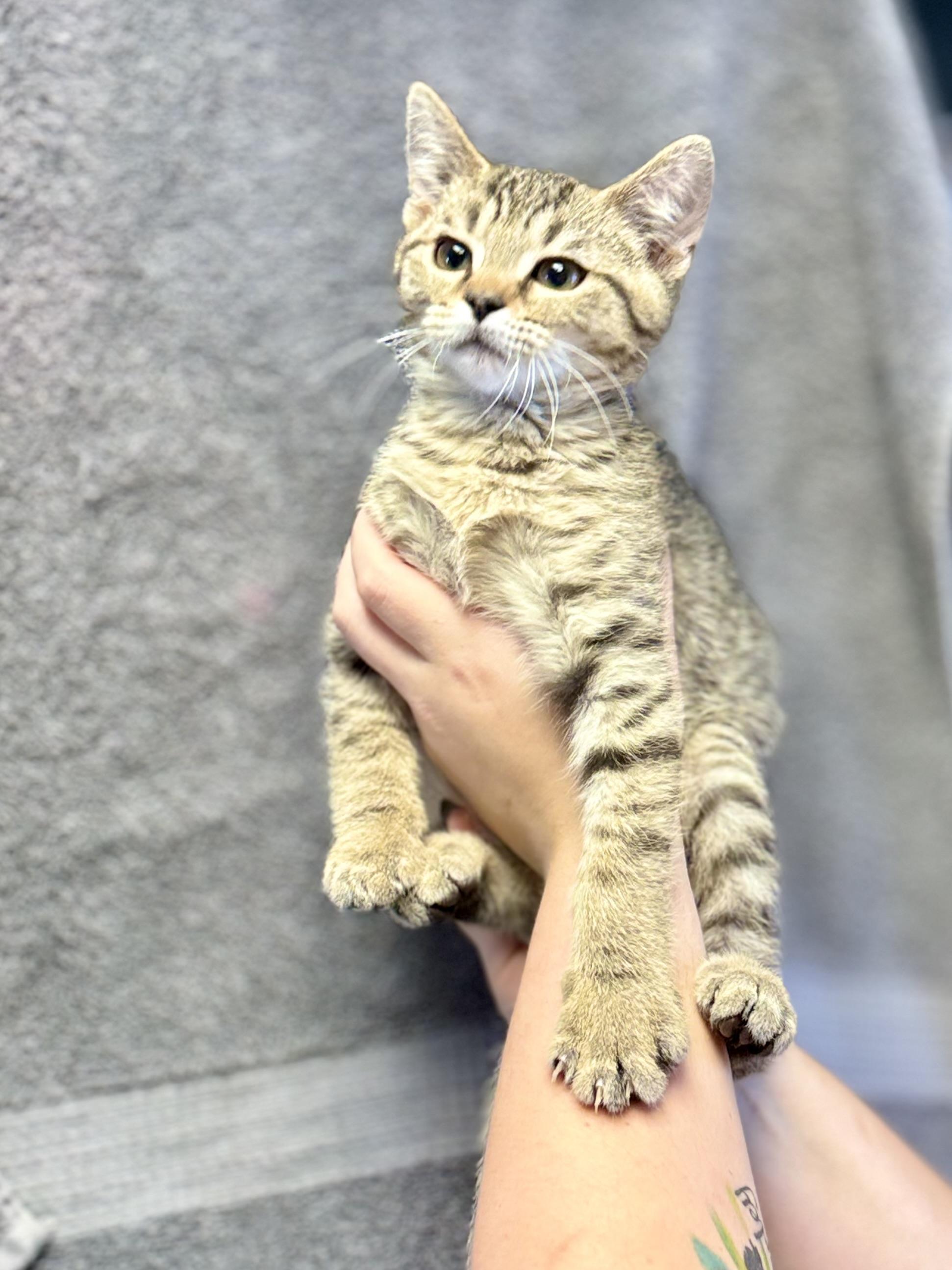 Buster Baxter, adopted, Kitten Male Domestic Short Hair.