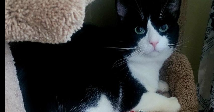 Enlarge Cowboy, a Adoptable Domestic Short Hair in Wendell, NC image 1/4