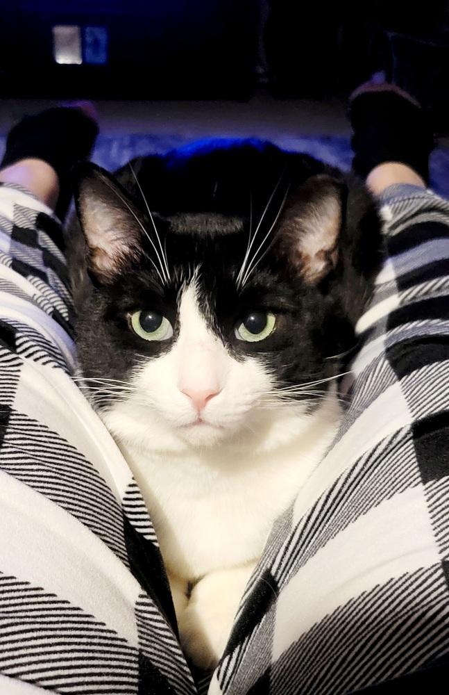 Enlarge Cowboy, a Adoptable Domestic Short Hair in Wendell, NC image 2/4