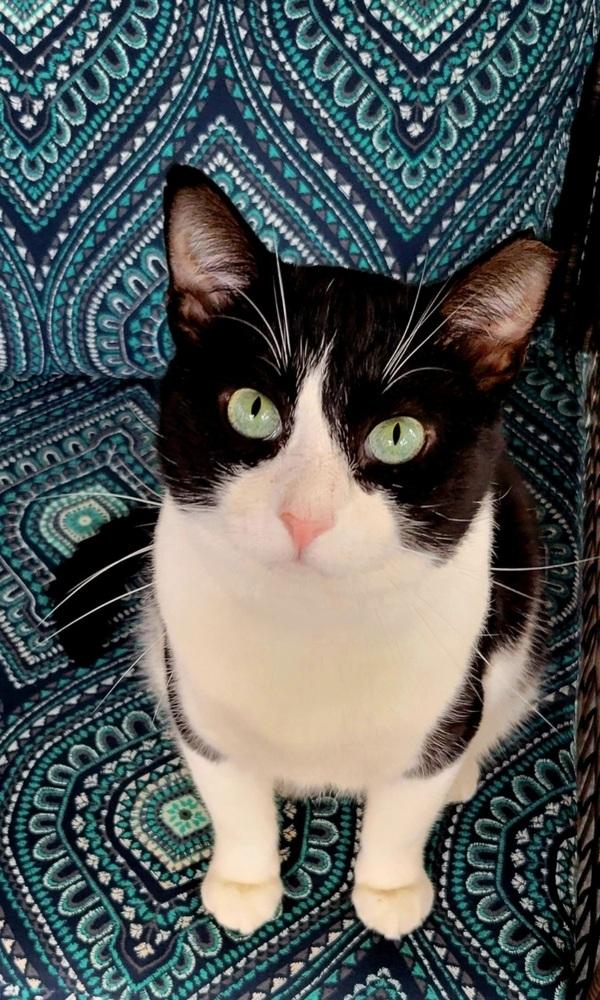 Enlarge Cowboy, a Adoptable Domestic Short Hair in Wendell, NC image 3/4