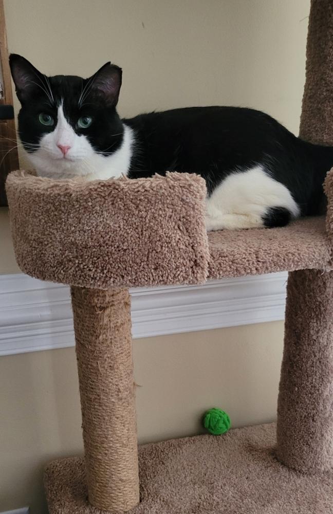 Enlarge Cowboy, a Adoptable Domestic Short Hair in Wendell, NC image 4/4