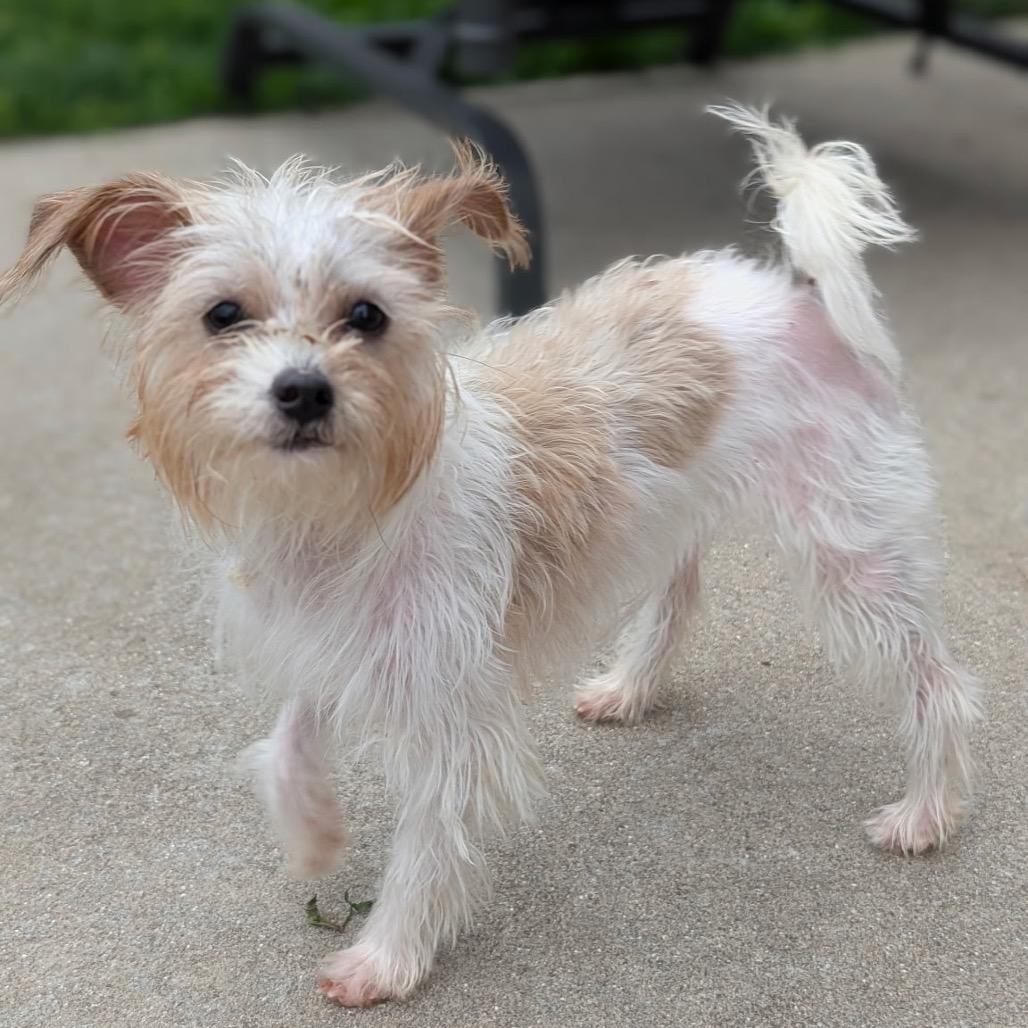 Enlarge Matilda, a Adoptable mixed breed in Hudson, IL image 1/4