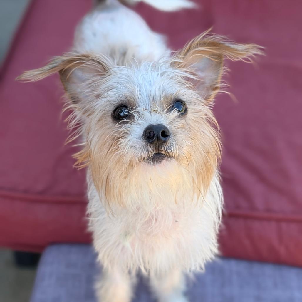 Enlarge Matilda, a Adoptable mixed breed in Hudson, IL image 2/4