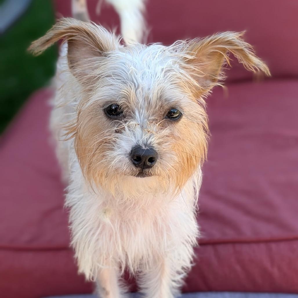 Enlarge Matilda, a Adoptable mixed breed in Hudson, IL image 3/4
