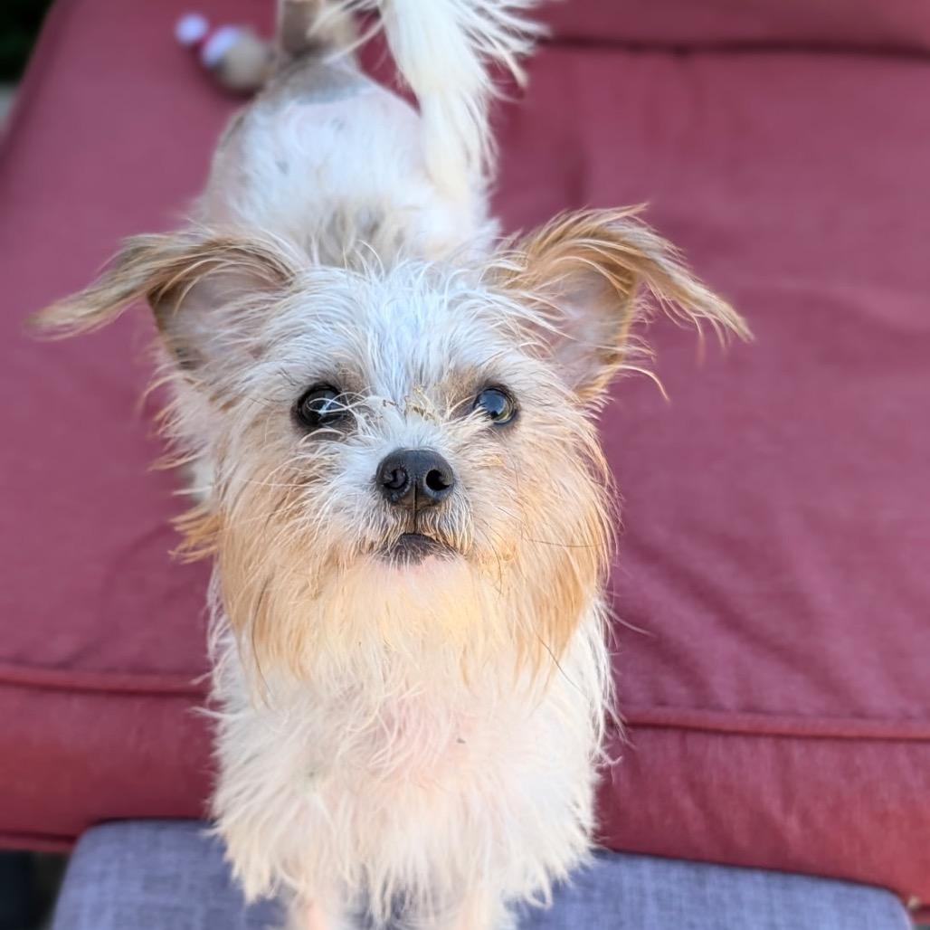 Enlarge Matilda, a Adoptable mixed breed in Hudson, IL image 4/4