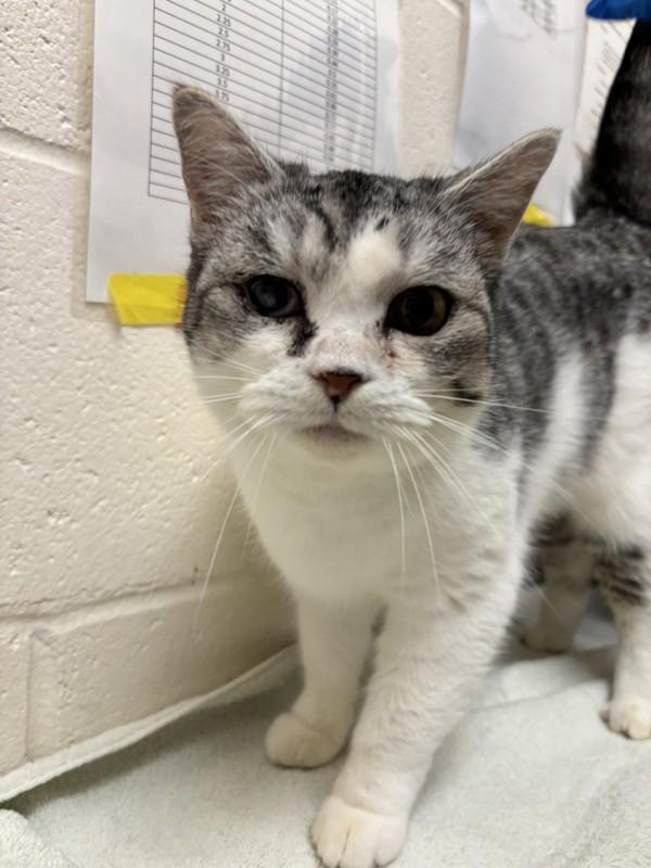 Stevie Nicks, Adoptable, Young Female British Shorthair.