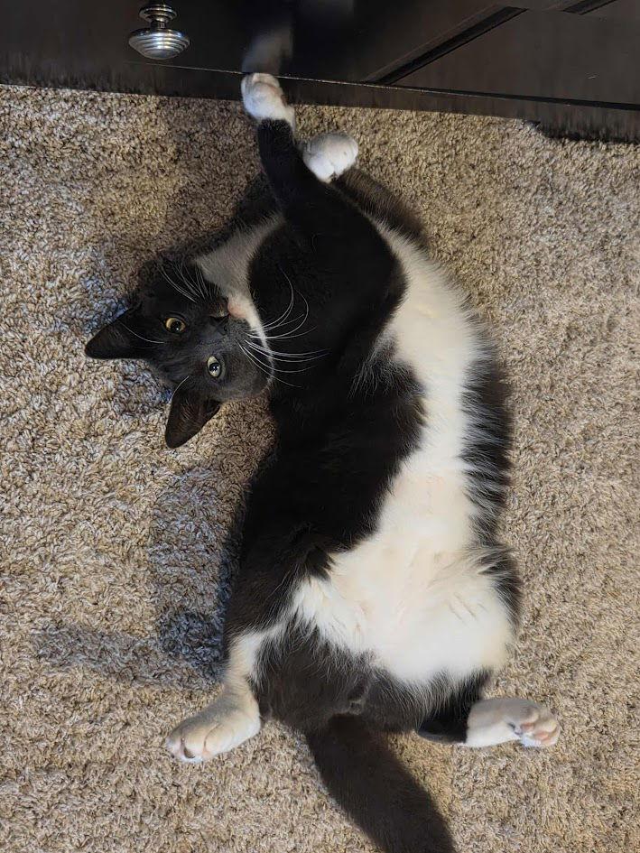 Luka, Adopted, Young Male Domestic Short Hair.