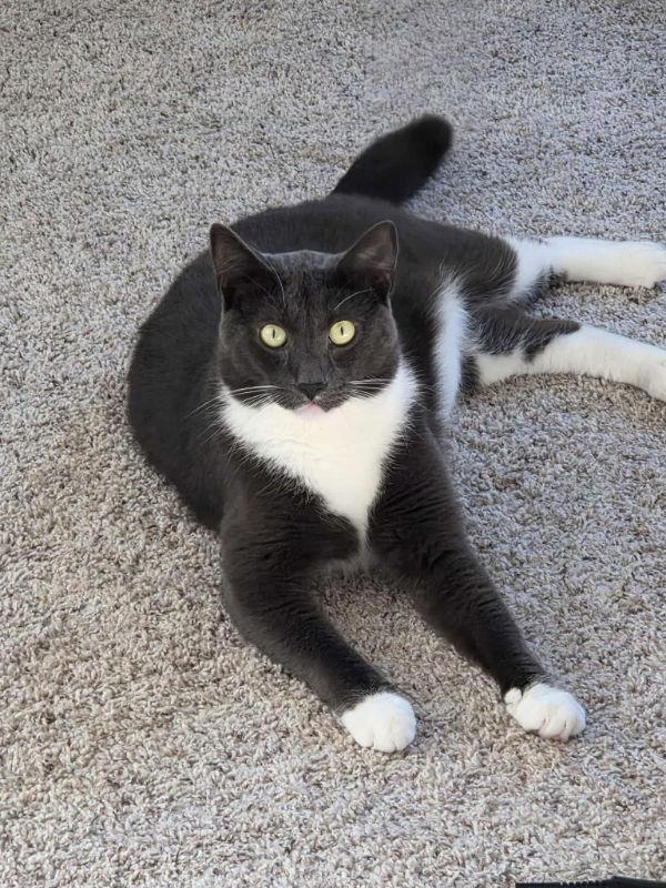 Enlarge Luka, a Adopted Domestic Short Hair in Delran, NJ image 3/3