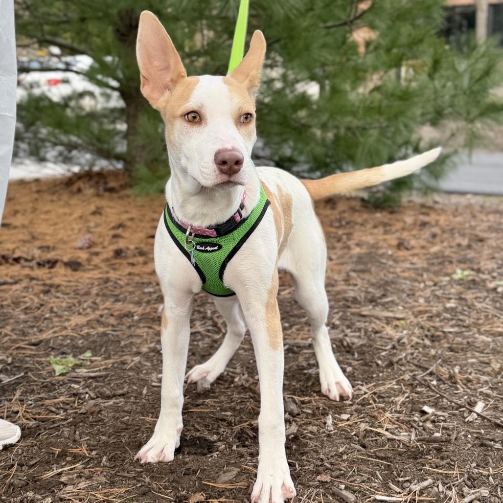 Enlarge Lottie, a Adoptable Mixed Breed in East Hampton, NY image 1/5