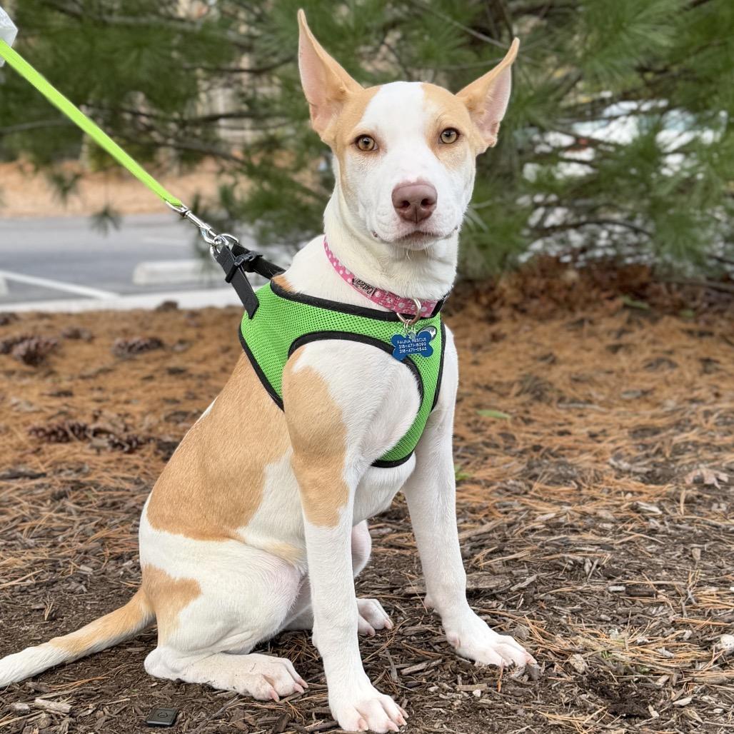 Enlarge Lottie, a Adoptable Mixed Breed in East Hampton, NY image 2/5