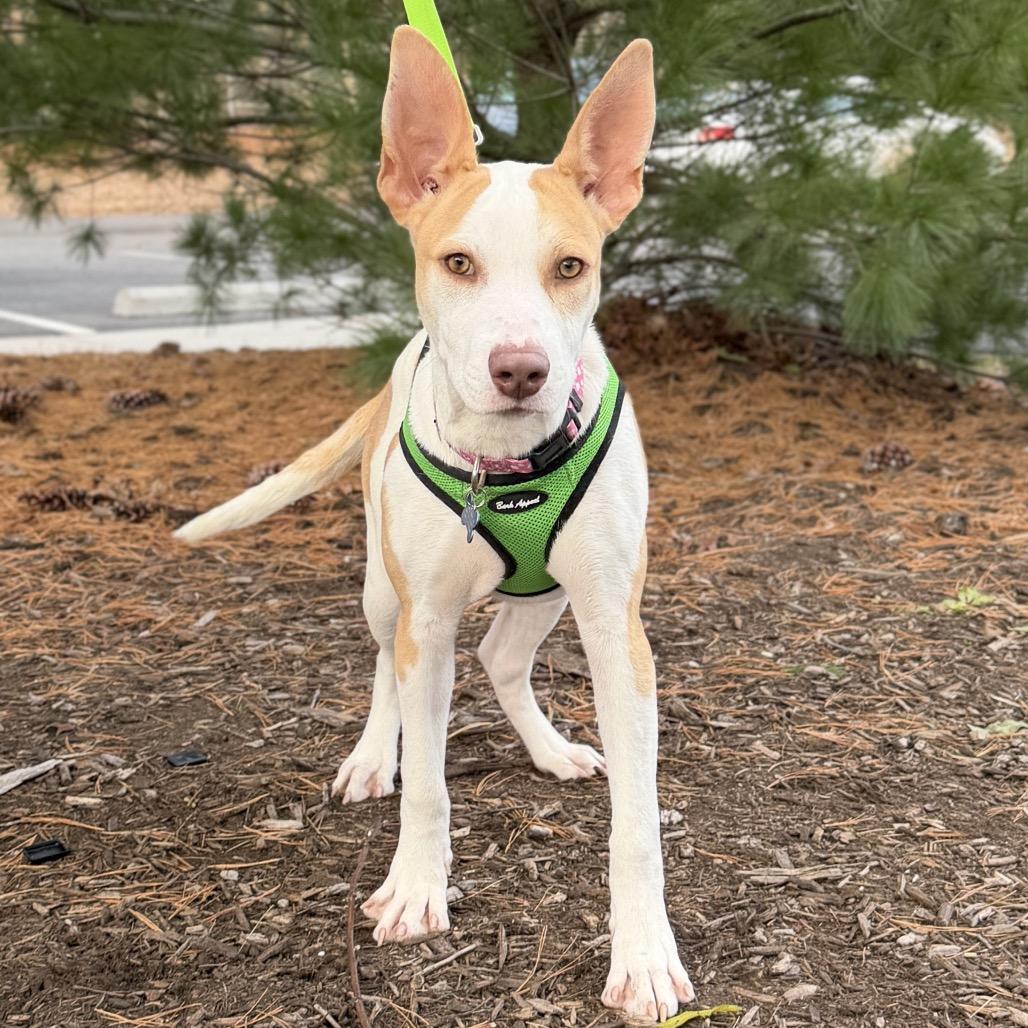 Enlarge Lottie, a Adoptable Mixed Breed in East Hampton, NY image 3/5