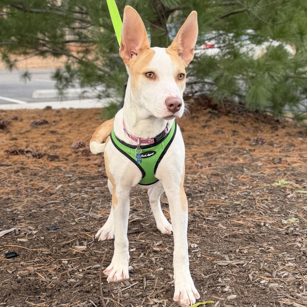 Enlarge Lottie, a Adoptable Mixed Breed in East Hampton, NY image 5/5