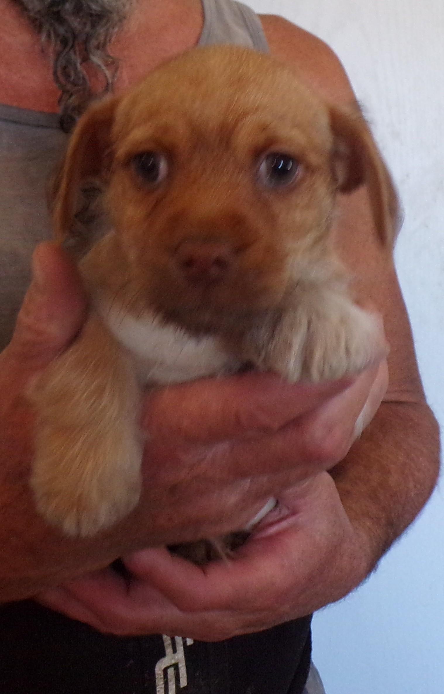 Enlarge RANDY, a Adoptable mixed breed in Corona, CA image 2/2