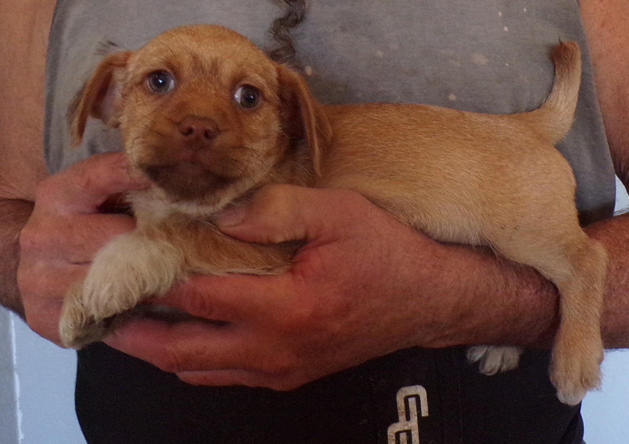 RANDY, Adoptable, Puppy Male Terrier & Chug.