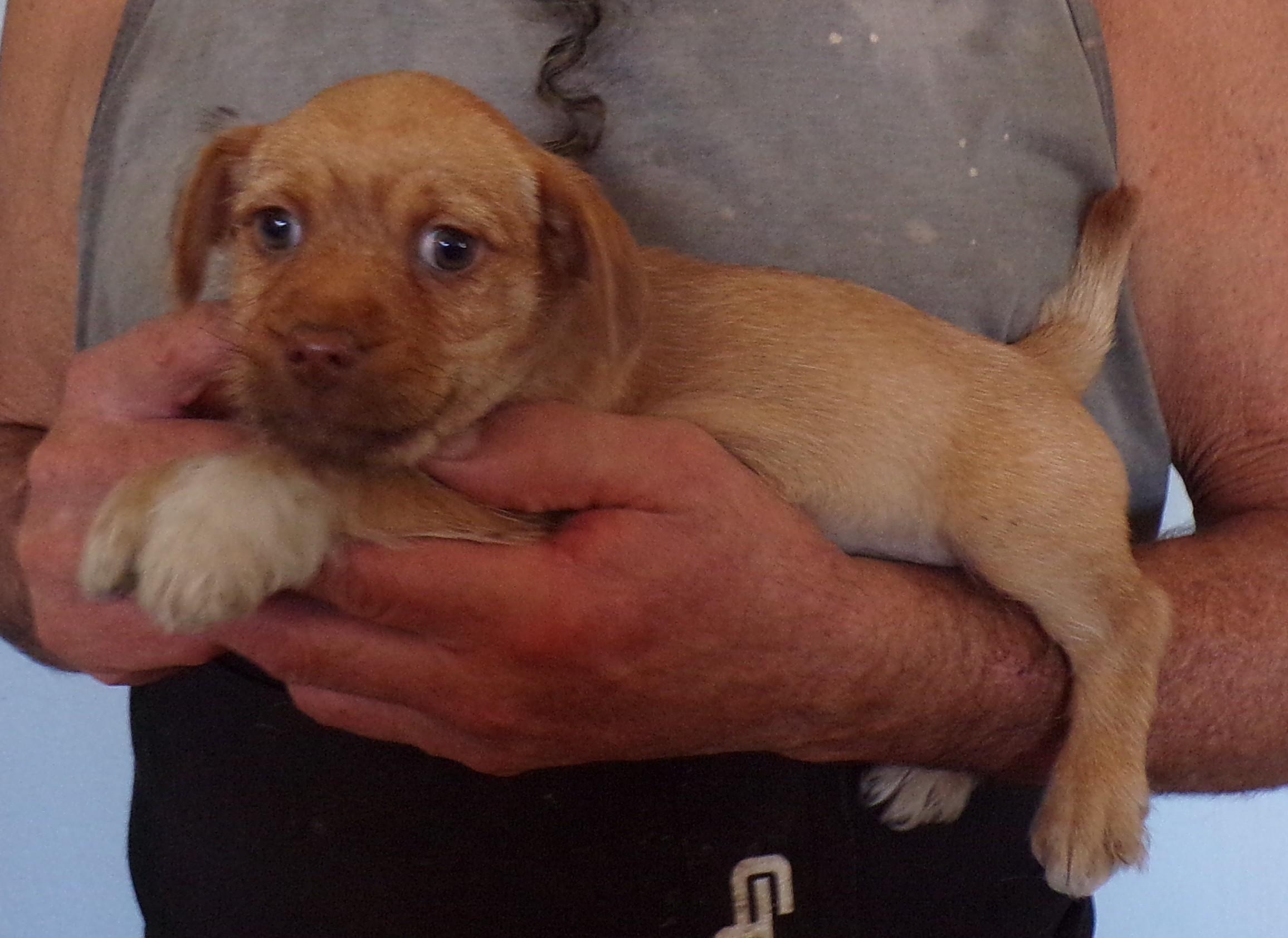 RANDY, a Adoptable mixed breed in Corona, CA image 3/3