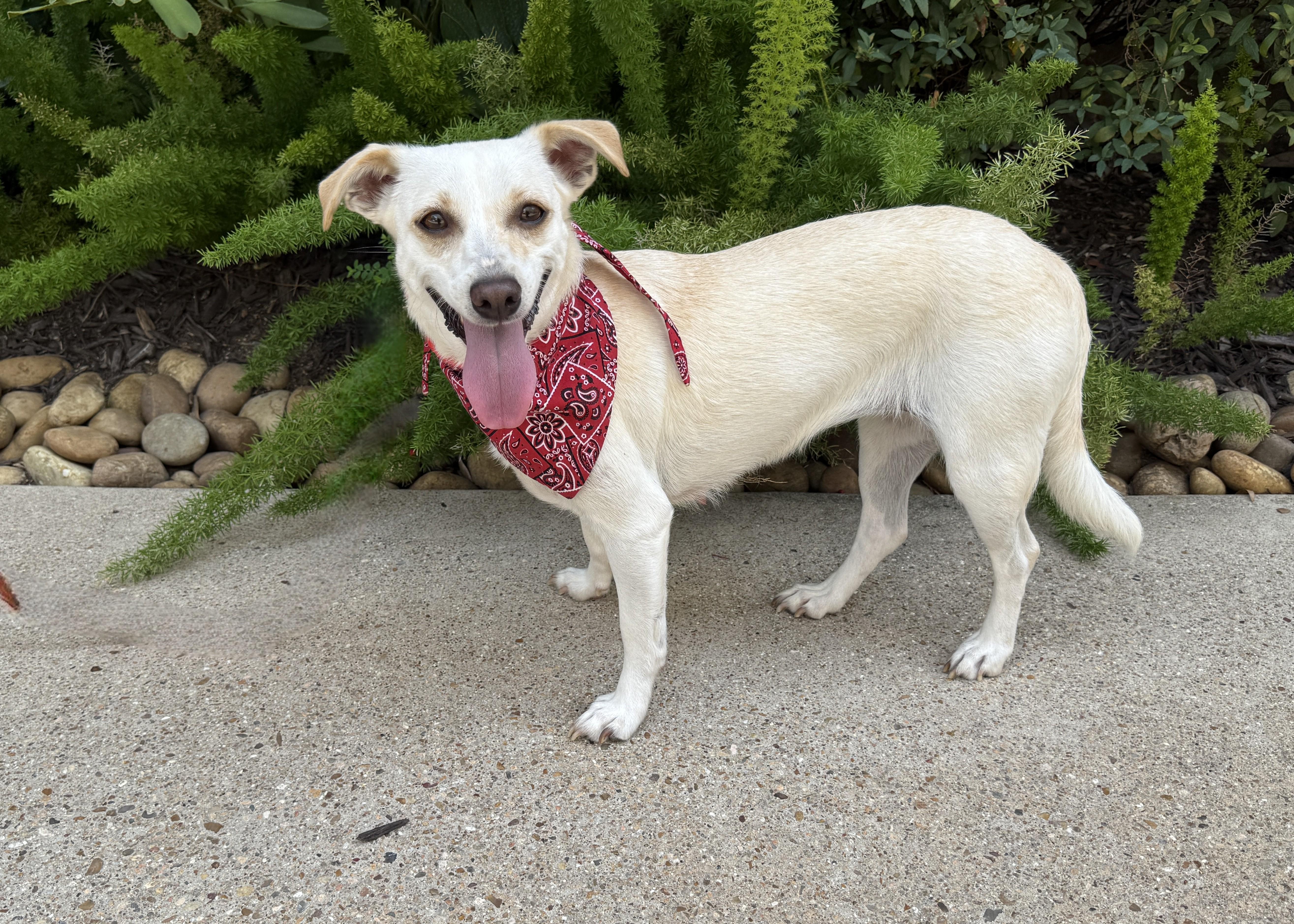 Dolley Madison, a Adoptable mixed breed in Bronx , NY image 3/5