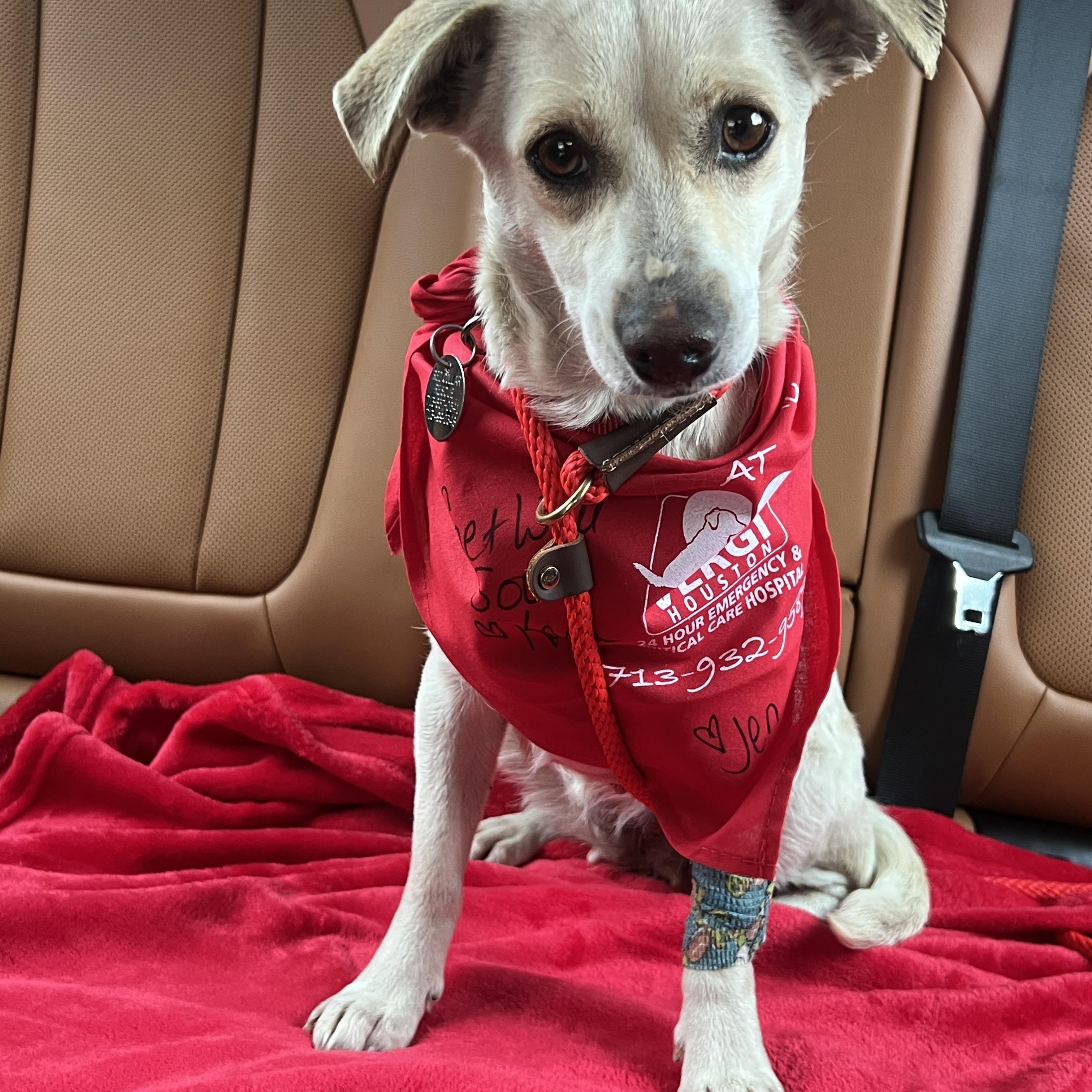 Dolley Madison, a Adoptable mixed breed in Bronx , NY image 5/5