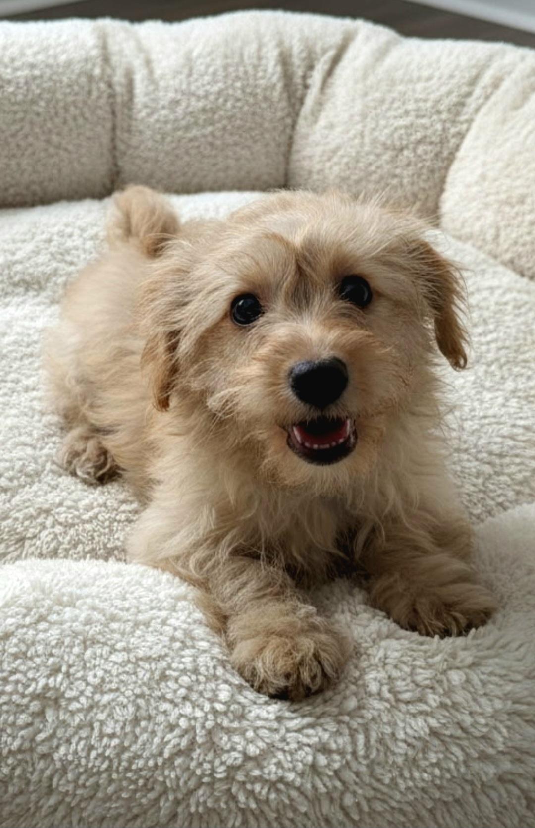 Linus, an adopted mixed breed in Hawthorne, CA image 2/5