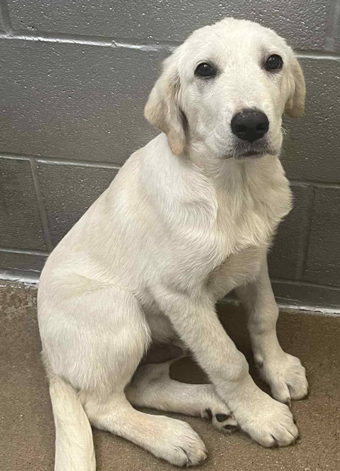 Figgy, an adopted Anatolian Shepherd Mix in Lampasas, TX_image-1