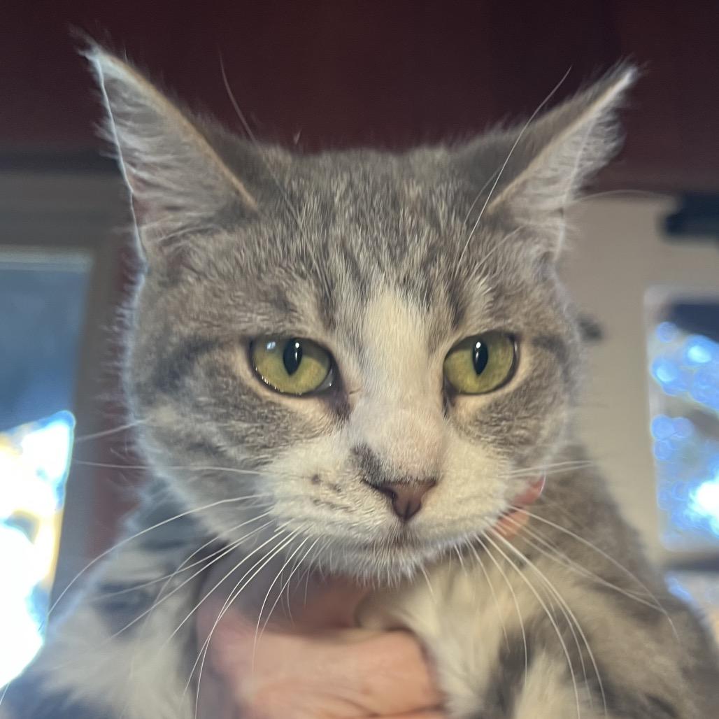 Enlarge Sparks, a Adoptable Domestic Short Hair in Floresville, TX image 1/4