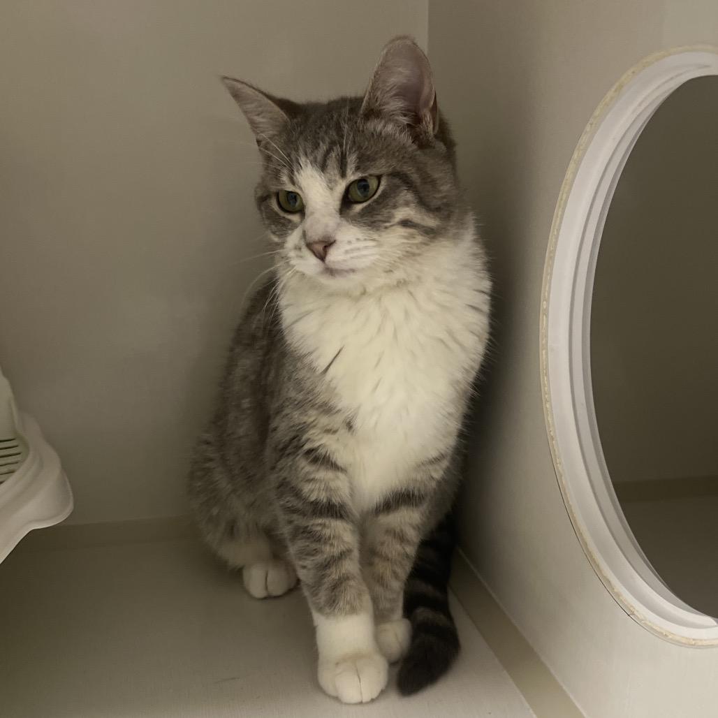 Enlarge Sparks, a Adoptable Domestic Short Hair in Floresville, TX image 2/4