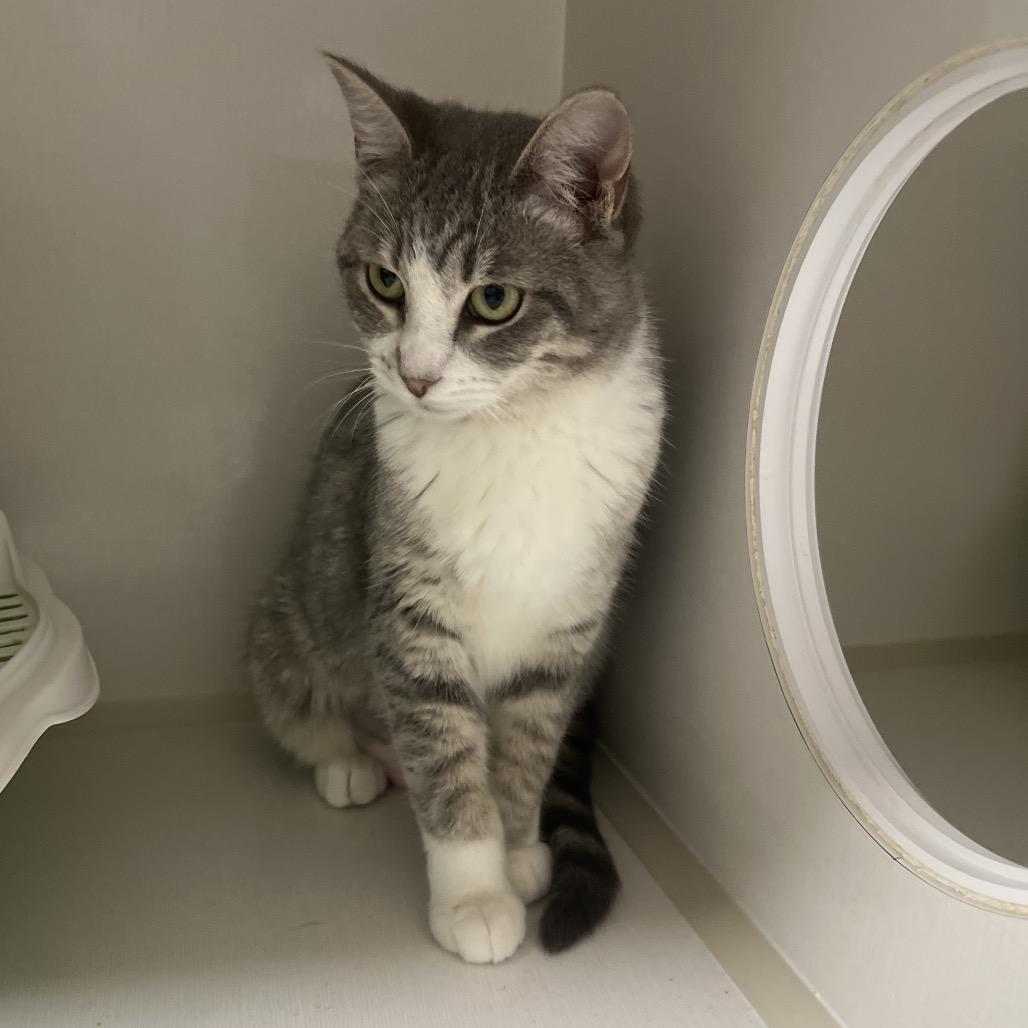 Enlarge Sparks, a Adoptable Domestic Short Hair in Floresville, TX image 3/4