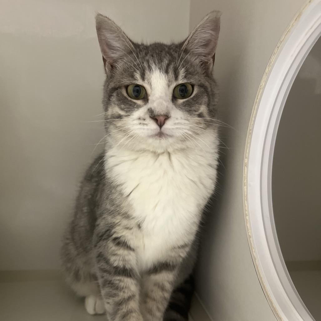 Enlarge Sparks, a Adoptable Domestic Short Hair in Floresville, TX image 4/4