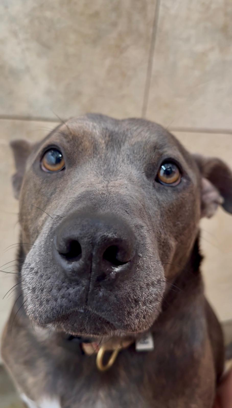 Booker 2421, Adoptable, Adult Male Pit Bull Terrier.