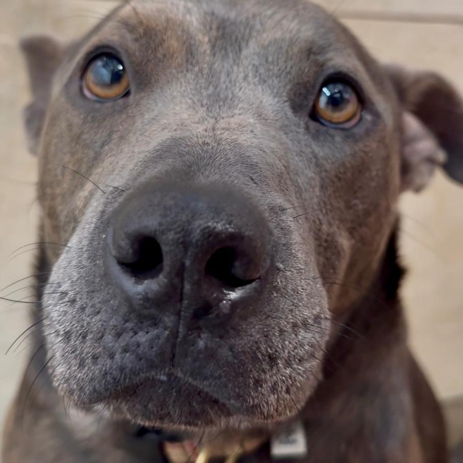 Enlarge Booker 2421, a Adoptable mixed breed in Boca Raton, FL image 4/6