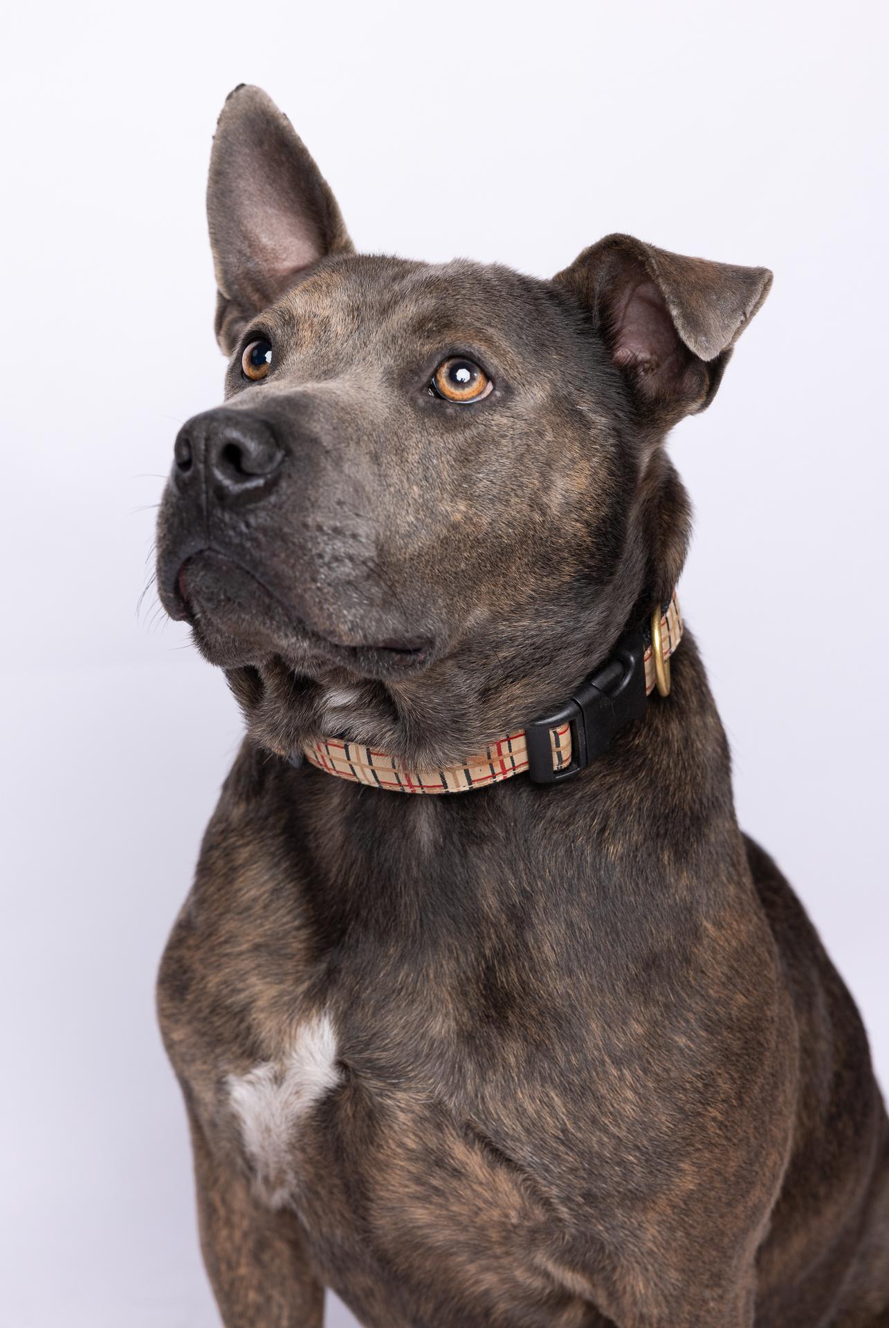Booker 2421, a Adoptable mixed breed in Boca Raton, FL image 2/6