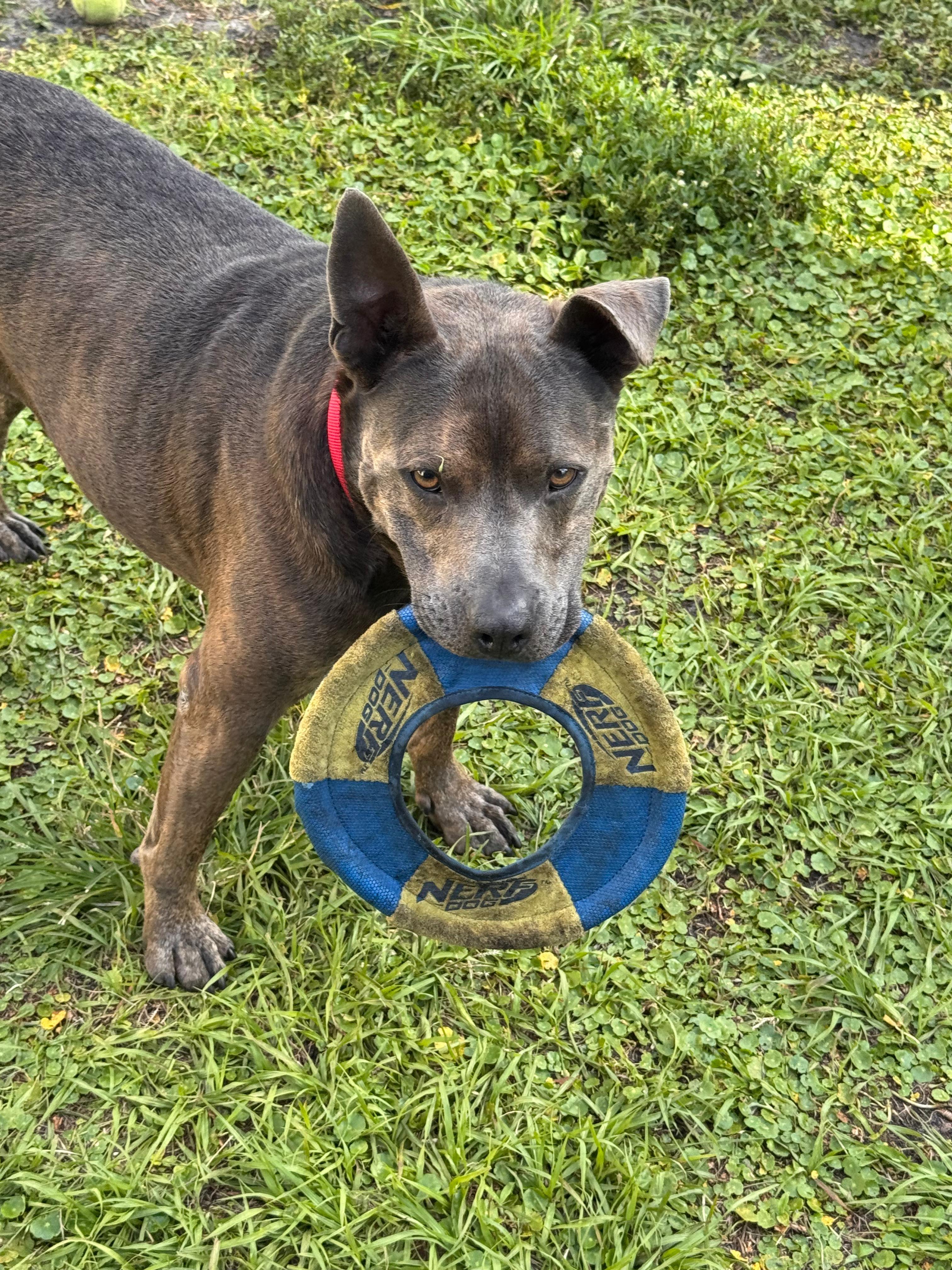 Enlarge Booker 2421, a Adoptable mixed breed in Boca Raton, FL image 3/4