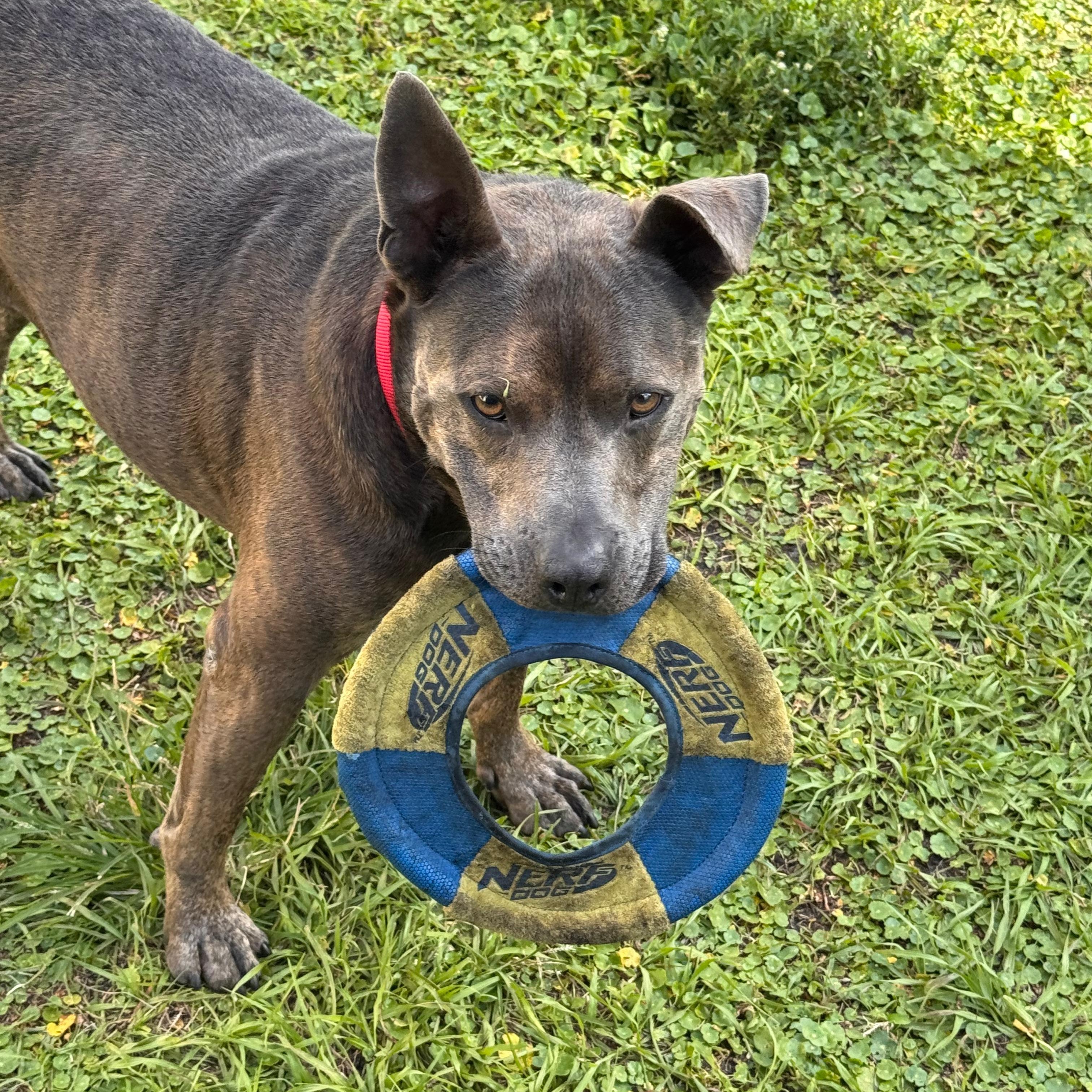 Enlarge Booker 2421, a Adoptable mixed breed in Boca Raton, FL image 5/6