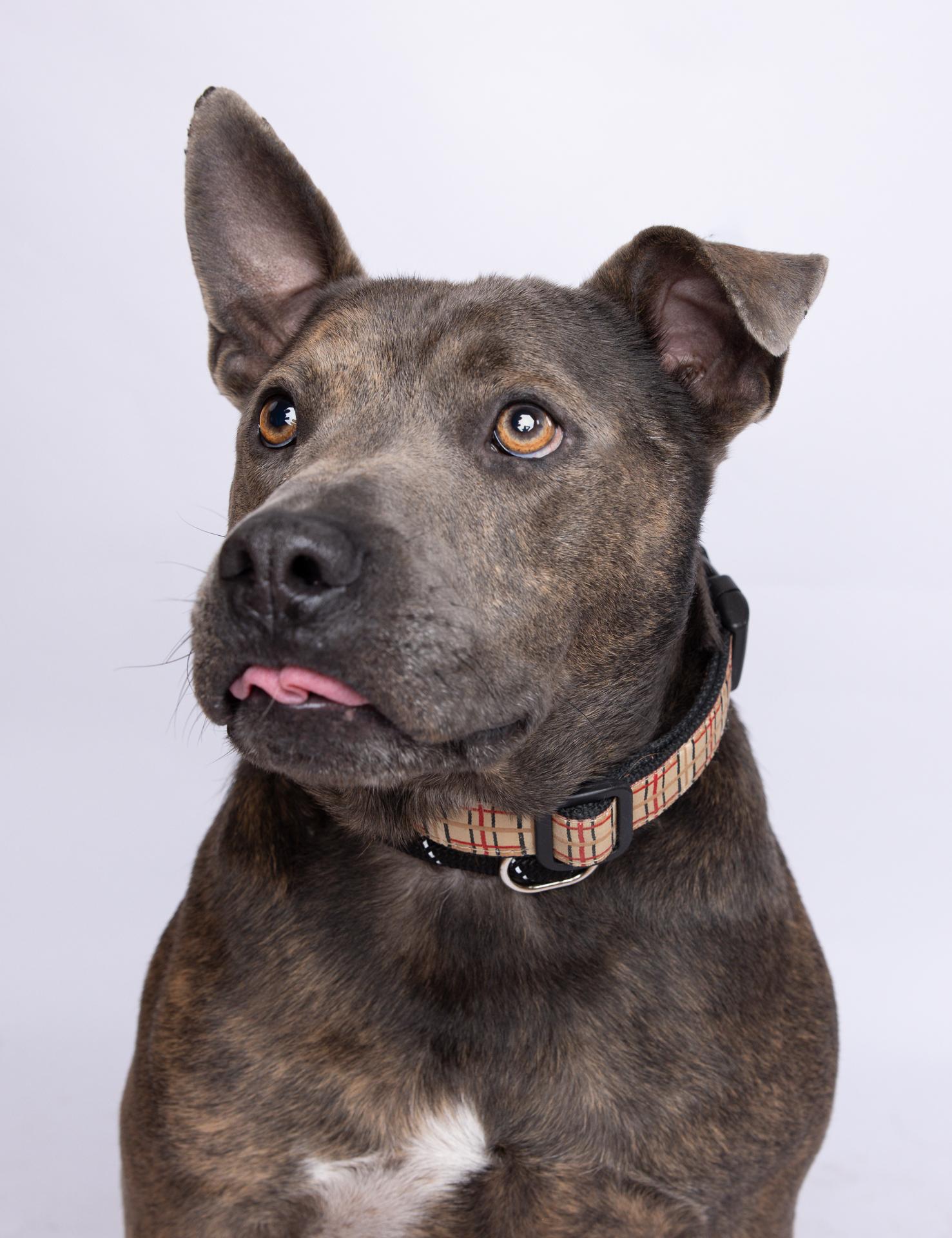 Booker 2421, a Adoptable mixed breed in Boca Raton, FL image 3/6
