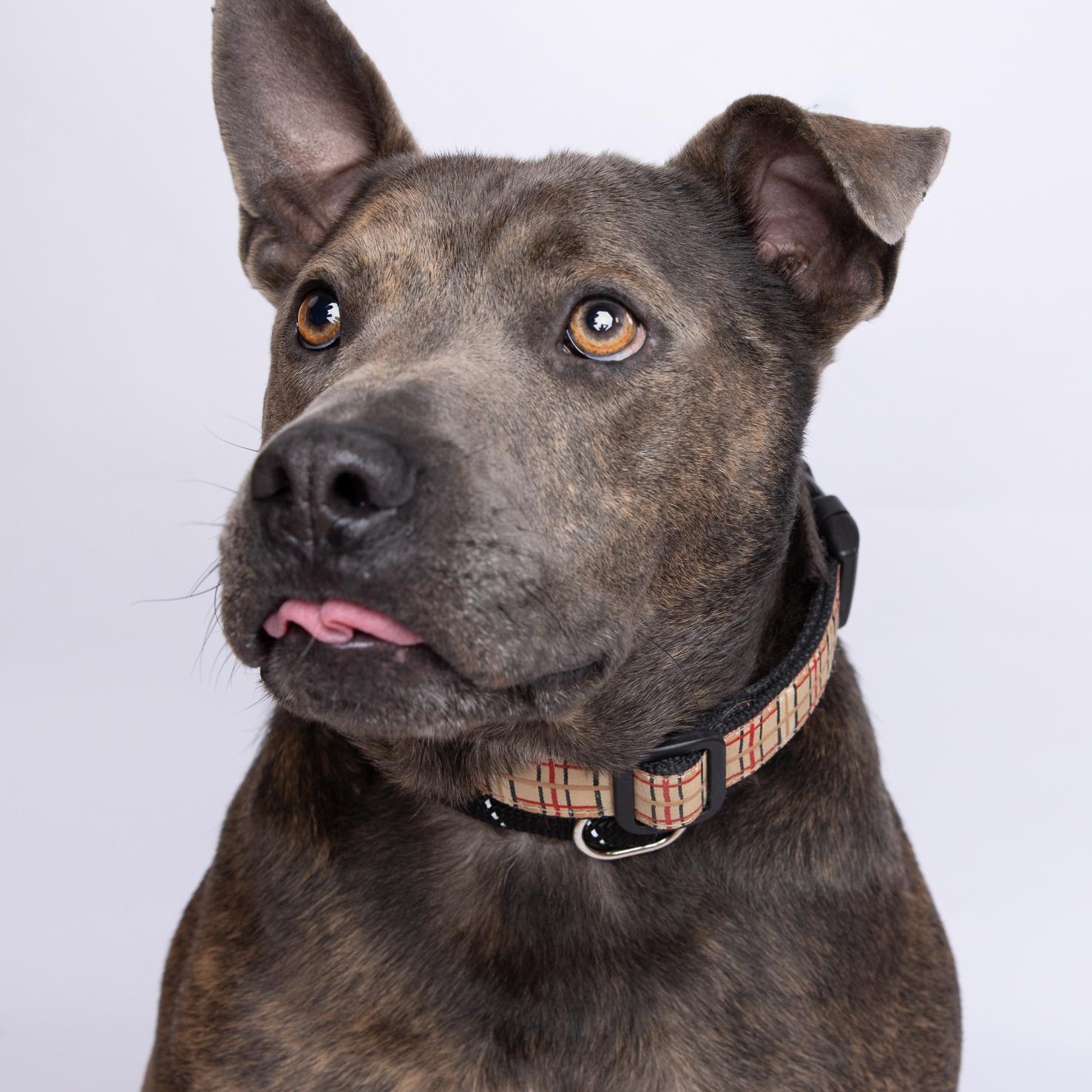 Enlarge Booker 2421, a Adoptable mixed breed in Boca Raton, FL image 1/6