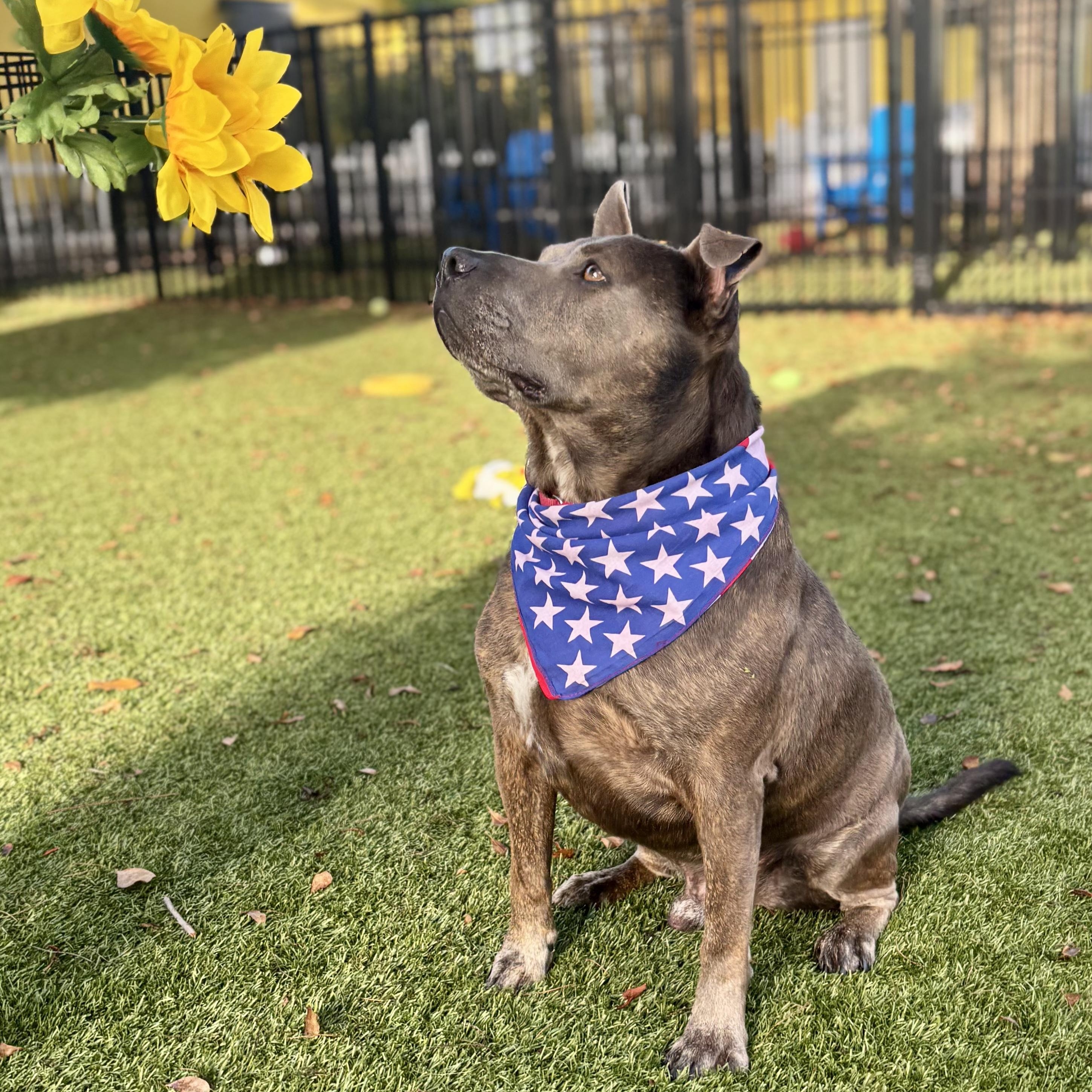 Booker 2421, Adoptable, Adult Male Pit Bull Terrier.