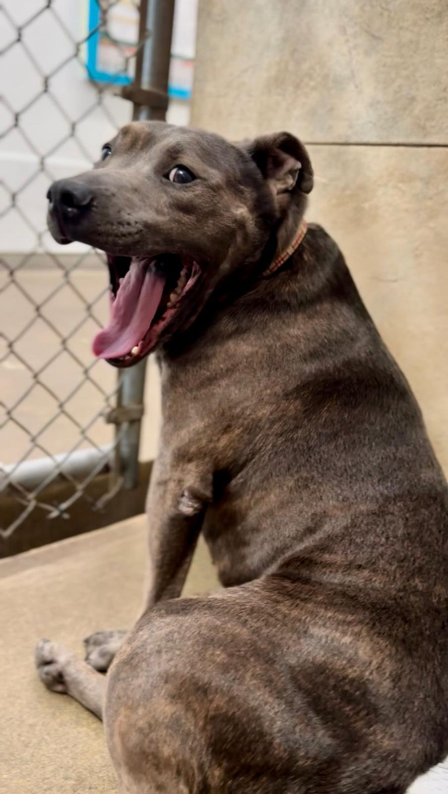 Booker 2421, a Adoptable mixed breed in Boca Raton, FL image 4/6