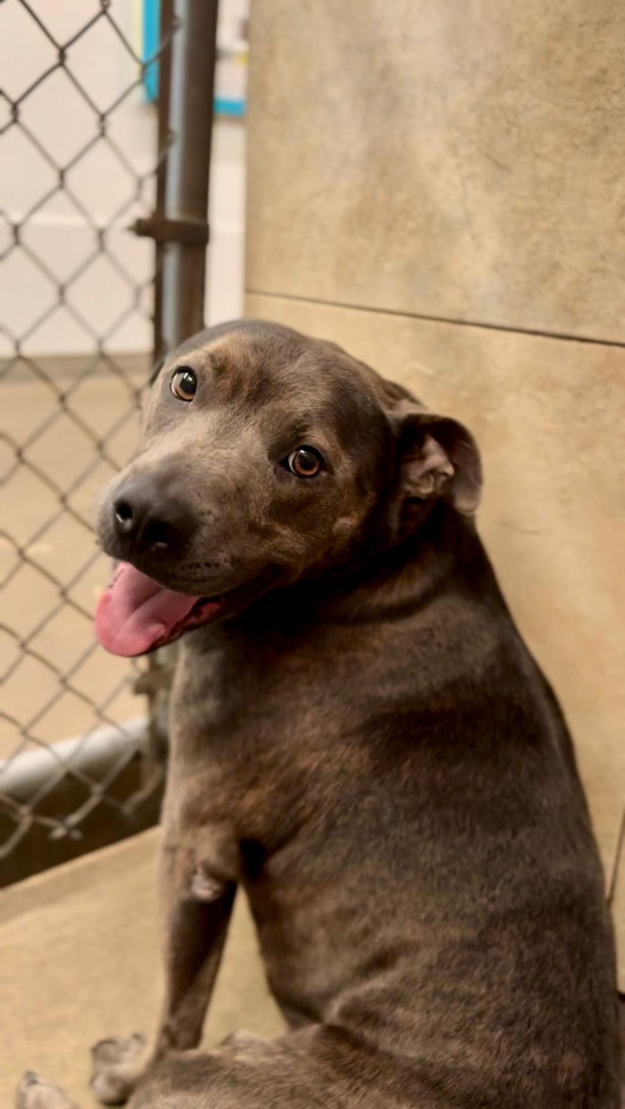 Booker 2421, a Adoptable mixed breed in Boca Raton, FL image 5/6